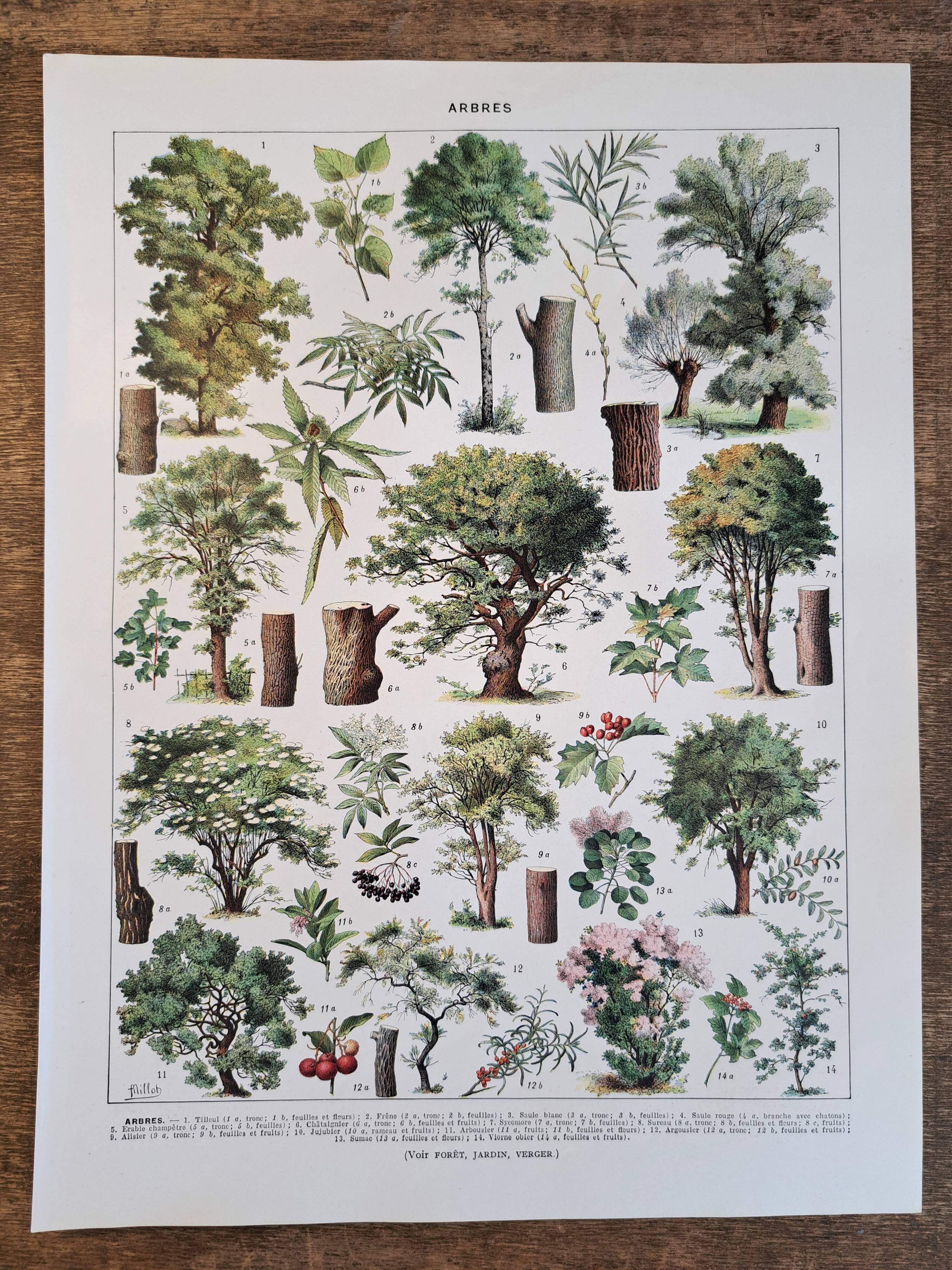 Old botanical plate "Trees" – naturalistic illustration