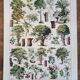 Old botanical plate "Trees" – naturalistic illustration