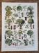 Old botanical plate "Trees" – naturalistic illustration