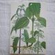 Set of 2 botanical boards Geigy
