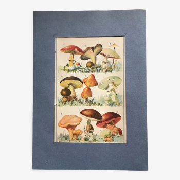 Original vintage board I mushrooms
