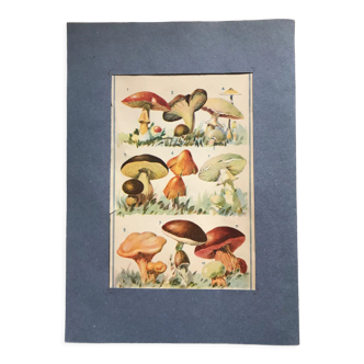 Original vintage board I mushrooms