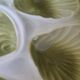Lot de 6 Assiettes à Huîtres Vintage Orchies Moulin des Loups – Vert A