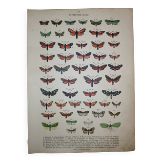 Gravure ancienne de Papillons - Lithographie de 1887 - Janfausta
