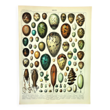 Antique engraving 1897 A. Millot - Eggs, birds, animals, zoology