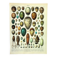 Antique engraving 1897 A. Millot - Eggs, birds, animals, zoology