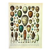 Gravure ancienne 1897 A. Millot - Œufs, oiseaux, animaux, zoologie