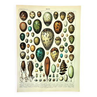 Antique engraving 1897 A. Millot - Eggs, birds, animals, zoology