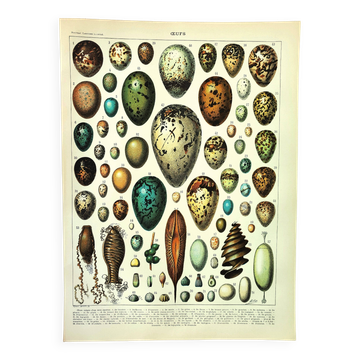 Gravure ancienne 1897 A. Millot - Œufs, oiseaux, animaux, zoologie
