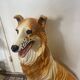 Collie dog sculpture