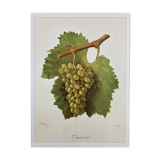 Page 1 of 5 Botanical plate rare vine