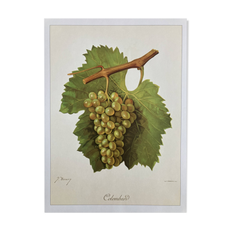 Page 1 of 5 Botanical plate rare vine