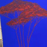 Basin pine