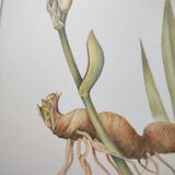 Botanical engraving -Iris- Illustration of medicinal plants and herbs. Pastels by C.Michaut