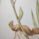 Botanical engraving -Iris- Illustration of medicinal plants and herbs. Pastels by C.Michaut