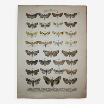 Gravure ancienne de Papillons - Lithographie de 1887 - Pistacina - Illustration originale