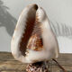 Shell lamp 1970 vintage mother-of-pearl to pose or bedside