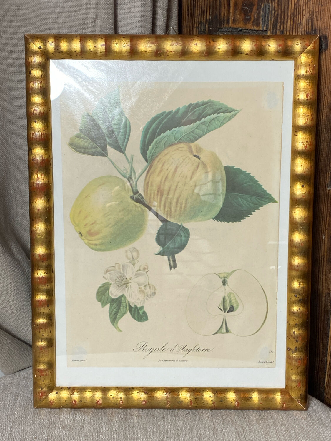 Botanical poster, Langlois print, Royal apple of England