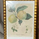 Botanical poster, Langlois print, Royal apple of England