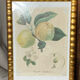Botanical print, Langlois print, Royal Apple of England