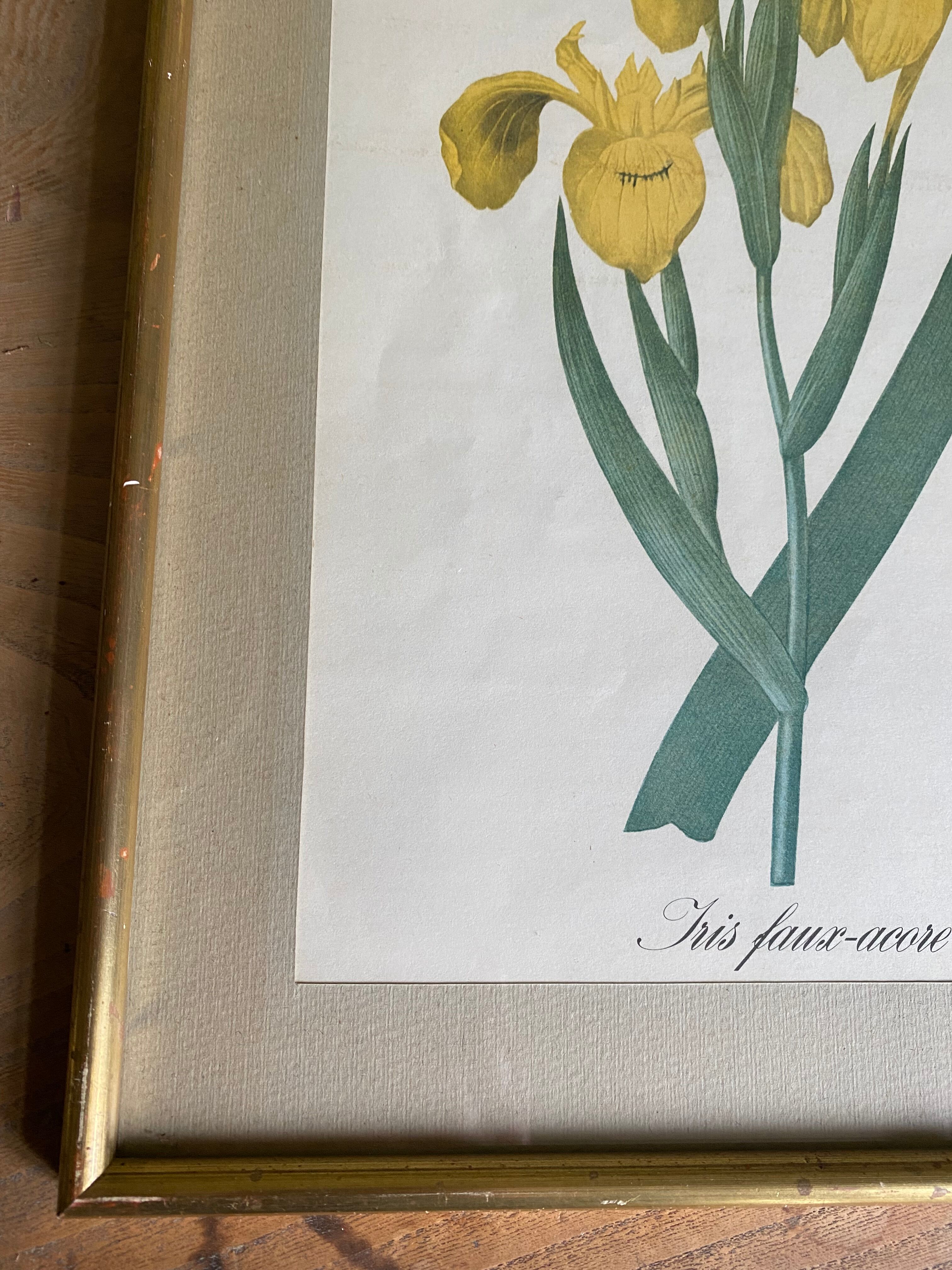 Illustration botanique dans un cadre doré