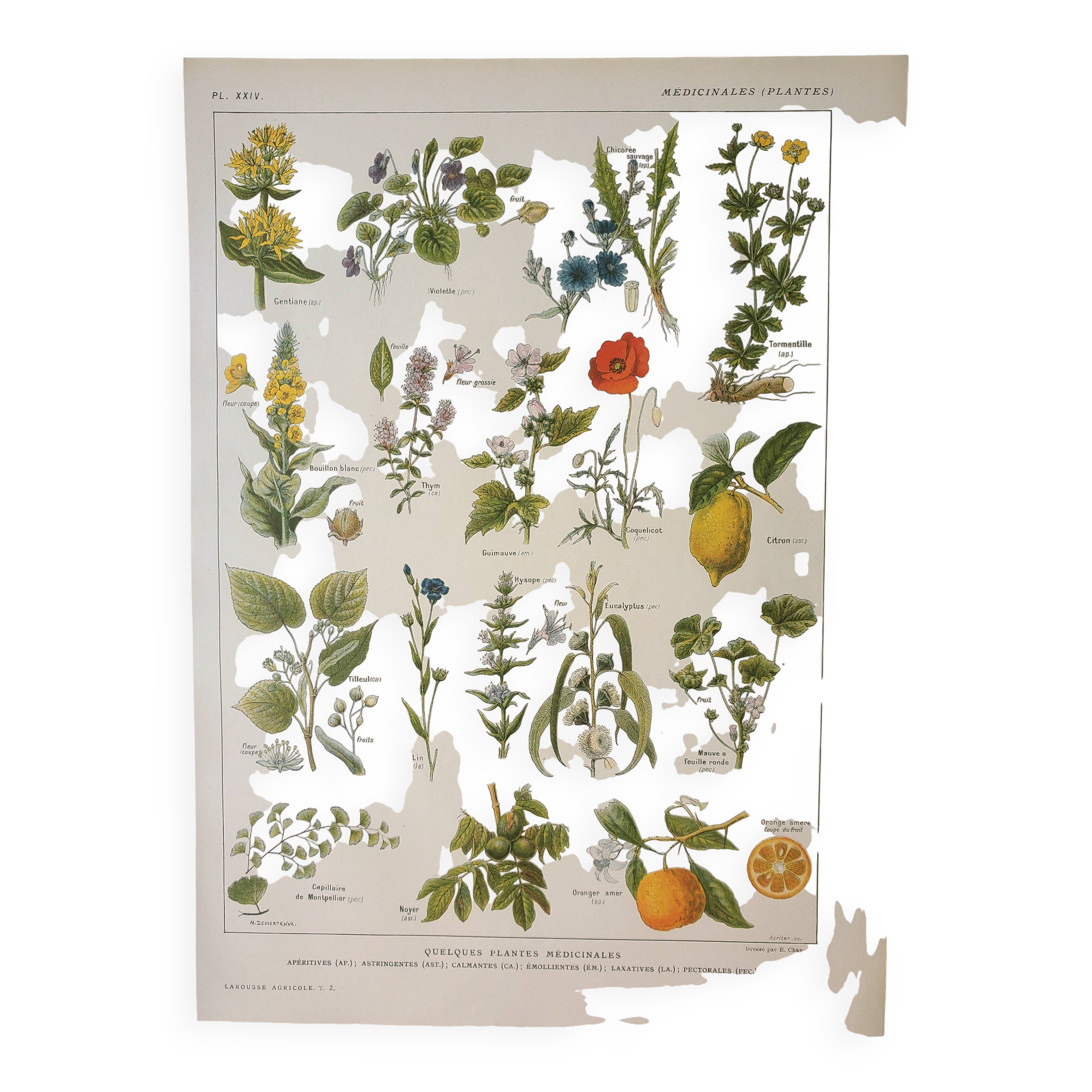 Old lithograph 1922, Medicinal plants 1, flowers and plants, flora • Engraving, illustration