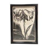 Gravure fleurs Amaryllis
