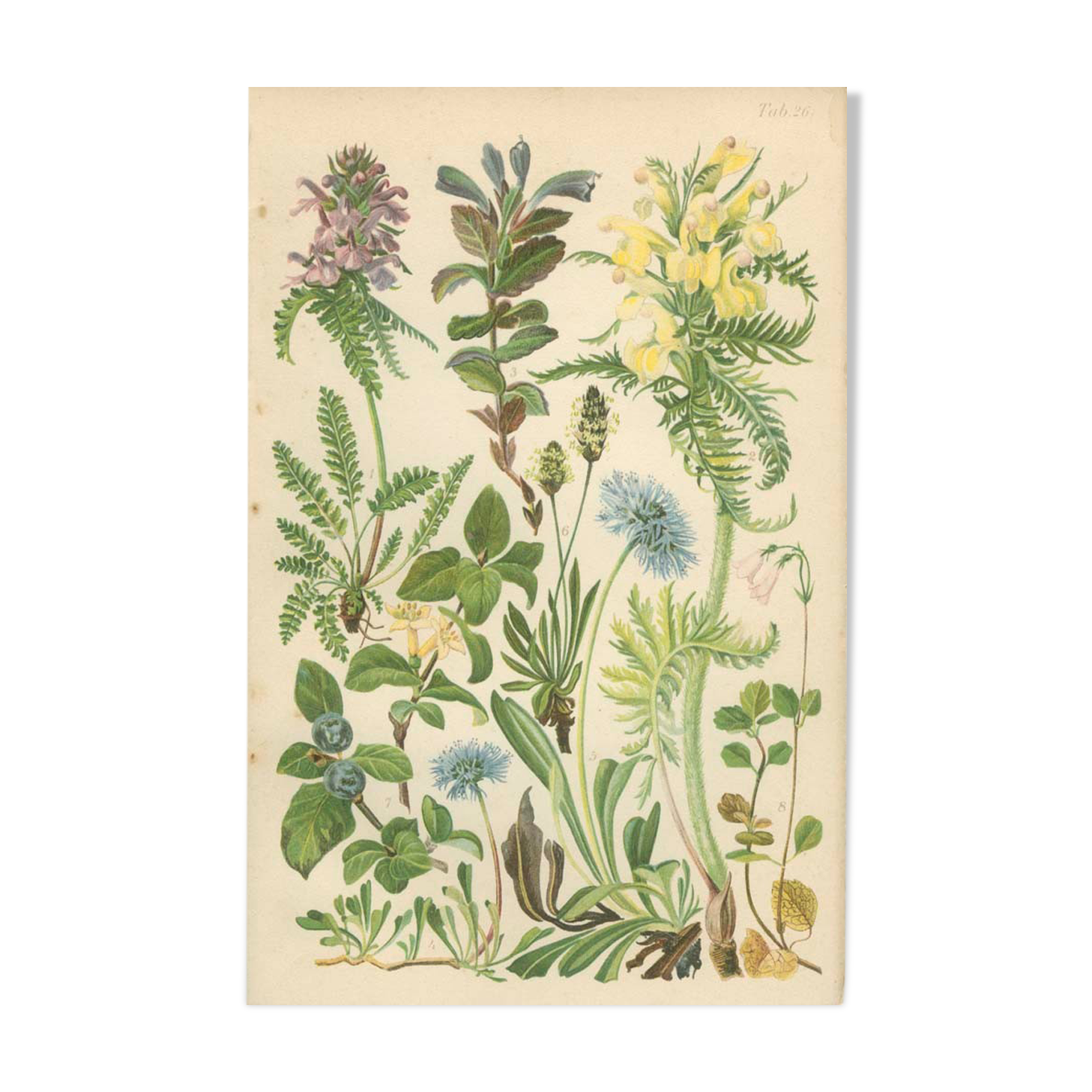 Botanical board: Velvet bells, globe daisy, plantain, blue honeysuckle, twin flower