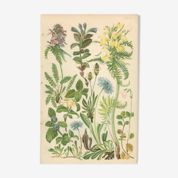 Botanical board: Velvet bells, globe daisy, plantain, blue honeysuckle, twin flower