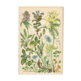 Botanical board: Velvet bells, globe daisy, plantain, blue honeysuckle, twin flower
