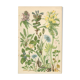 Botanical board: Velvet bells, globe daisy, plantain, blue honeysuckle, twin flower