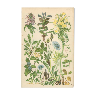 Planche Botanique: Cloches de velours, marguerite globe, plantain, chèvrefeuille bleu, fleur jumelle