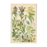 Botanical board: Velvet bells, globe daisy, plantain, blue honeysuckle, twin flower