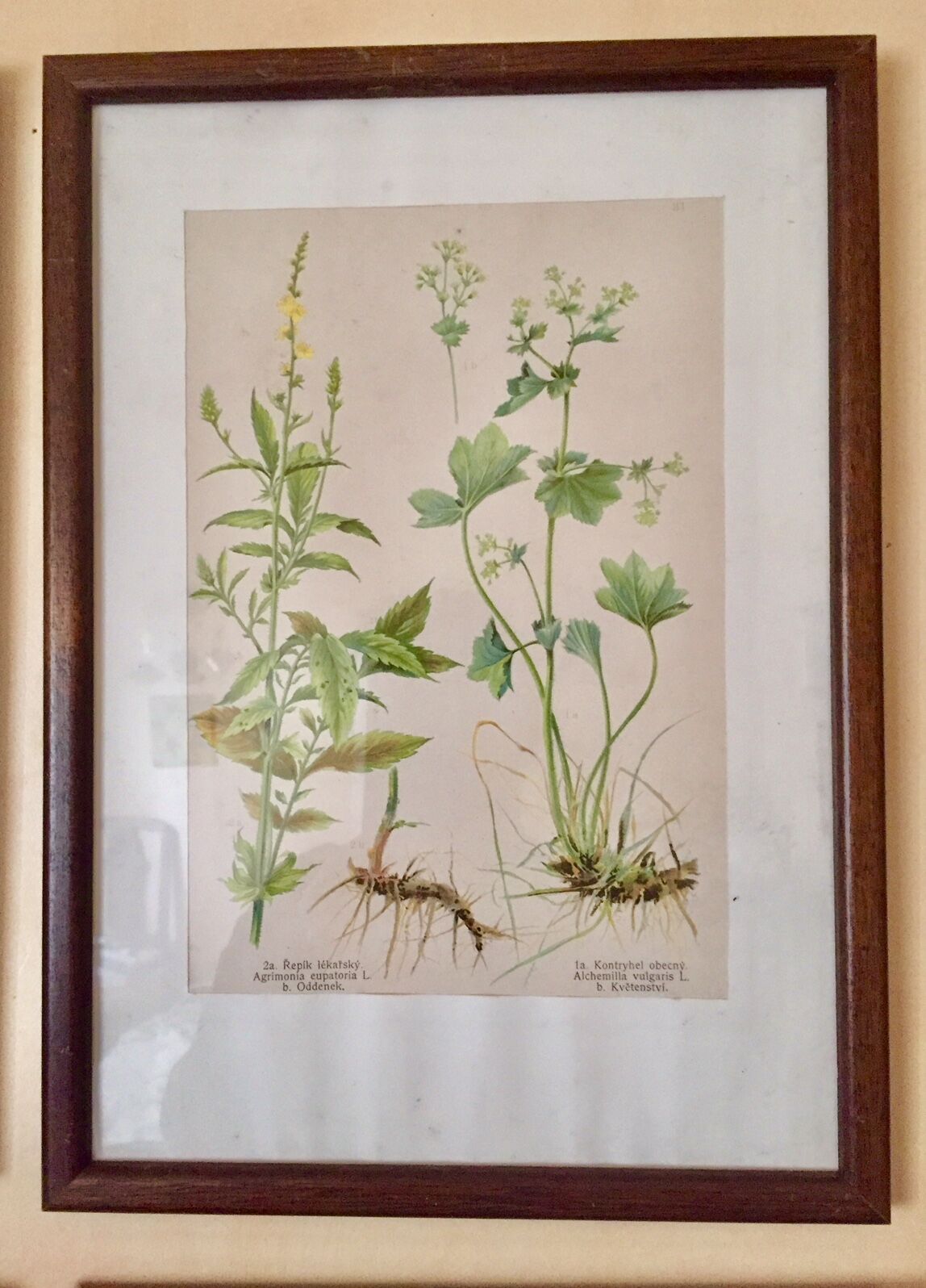Set of 5 posters framed botanicals