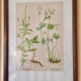 Set of 5 posters framed botanicals