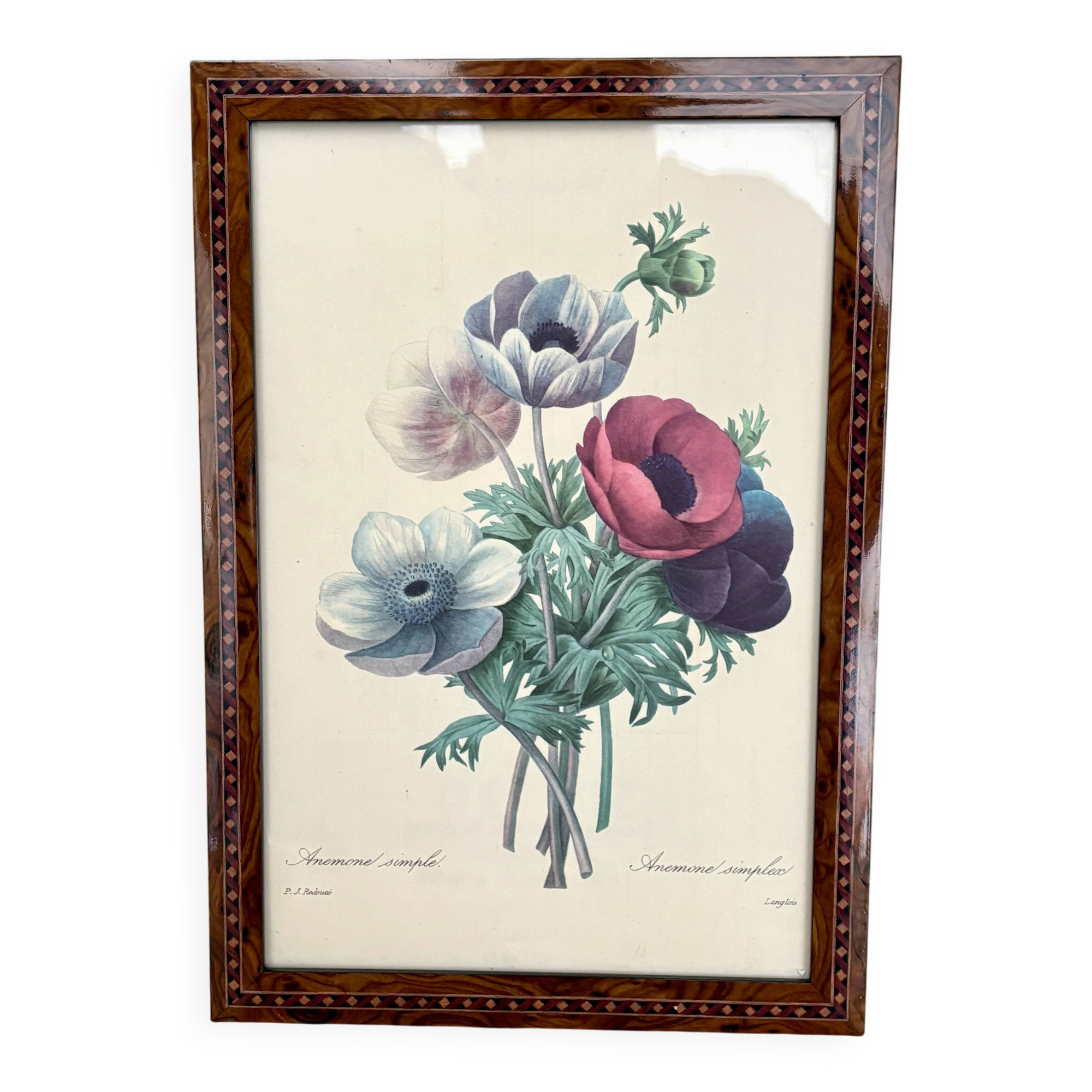 Vintage frame drawing of anemones by Redouté.