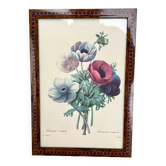 Vintage frame drawing of anemones by Redouté.