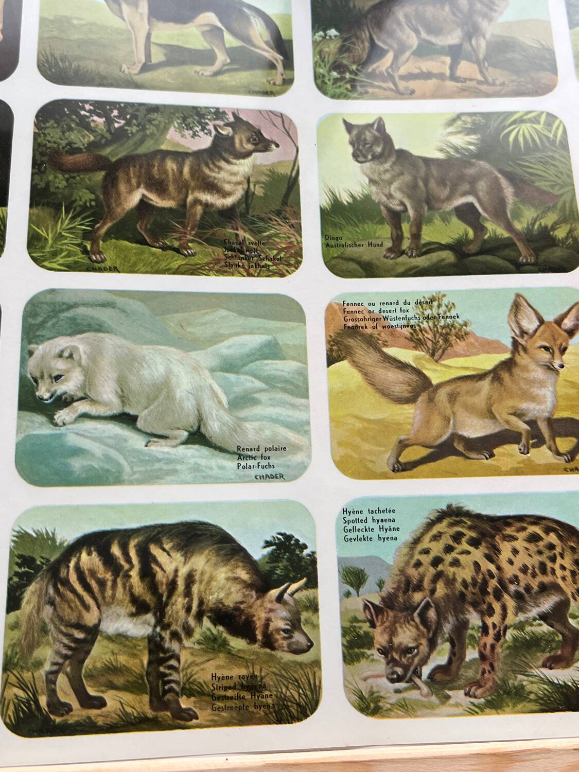 Affiche animalière ancienne