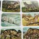 Affiche animalière ancienne