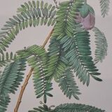 Spaendoncea tamarandifolia