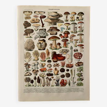 Lithographie sur les champignons (Lenzite flasque) - 1900