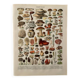 Lithograph on mushrooms (Lenzite flaccid) - 1900