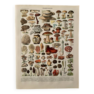 Lithograph on mushrooms (Lenzite flaccid) - 1900