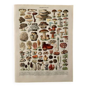 Lithographie sur les champignons (Lenzite flasque) - 1900