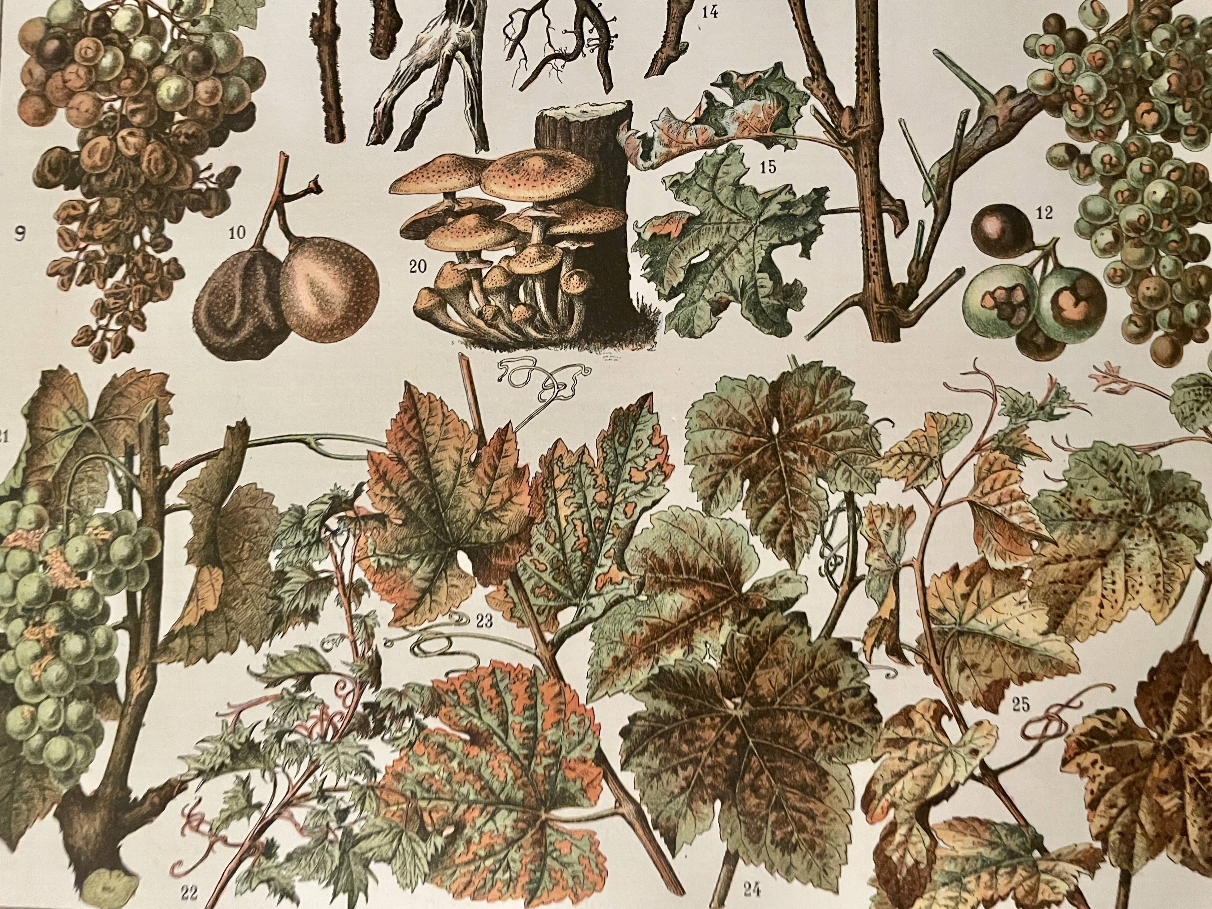 Lithograph on vine diseases from 1907 (Viticulture Vinification Oenology Grape Varieties)