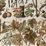 Lithograph on vine diseases from 1907 (Viticulture Vinification Oenology Grape Varieties)