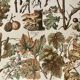Lithograph on vine diseases from 1907 (Viticulture Vinification Oenology Grape Varieties)