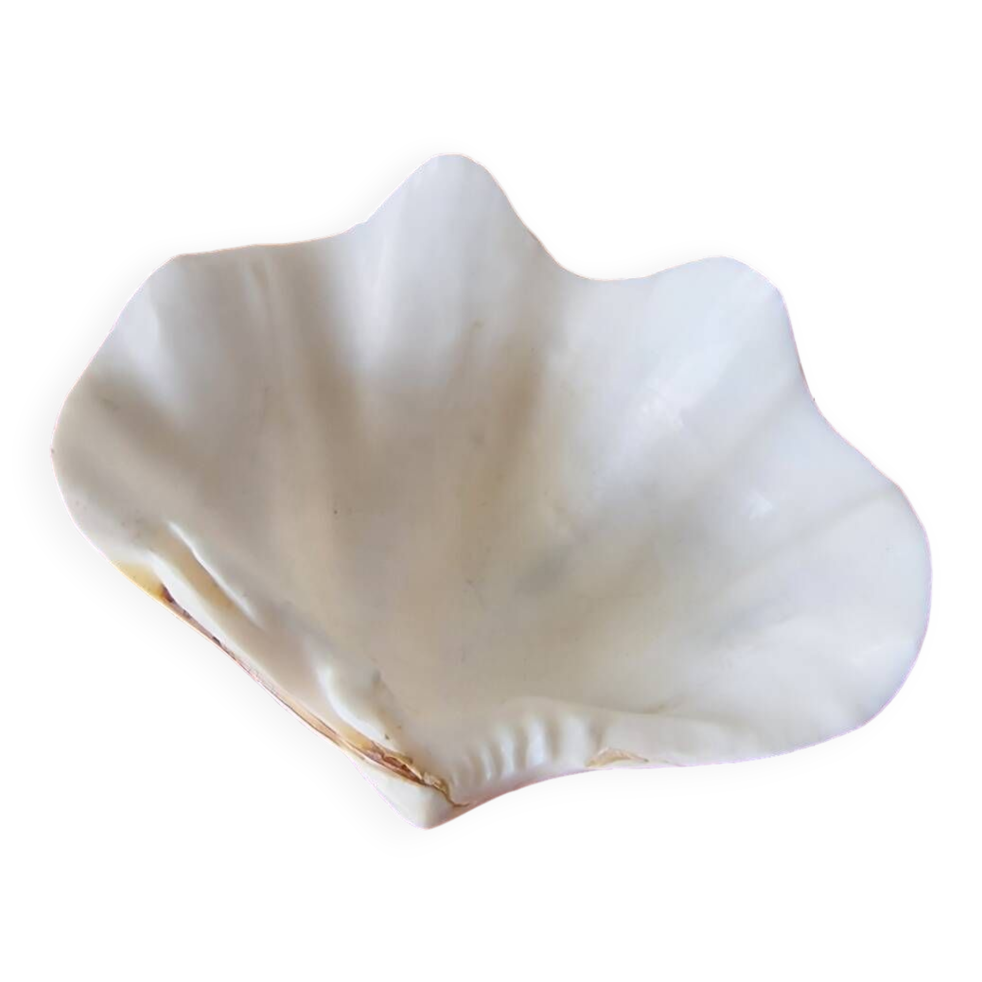 Seashell trinket dish