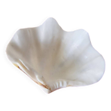 Shell holy water font emptier