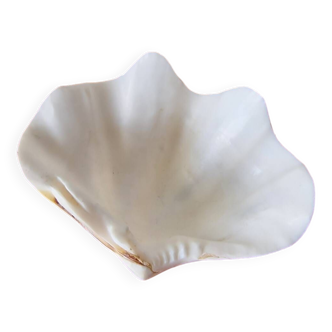 Shell holy water font emptier